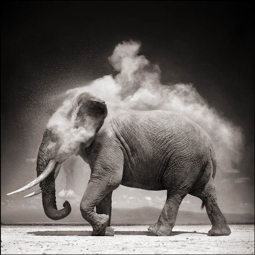 Elephant with Exploding Dust by Nick Brandt via Simply Framed 