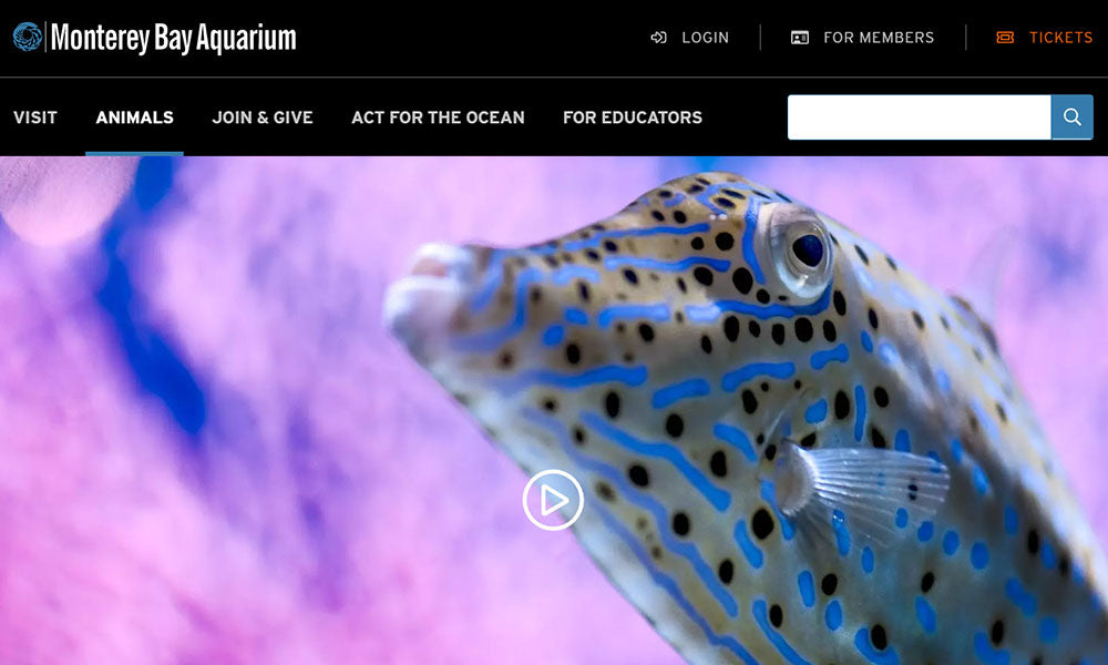 Monterey Aquarium Live Cams | Flashpacker Blog
