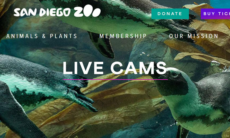 San Diego Zoo Live Cams | Flashpacker Blog