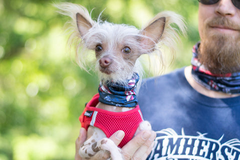 man and dog wearing pup scruffs