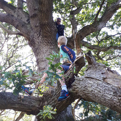 Samen bomen klimmen risicovol spel hoe ver mag een kind klimmen