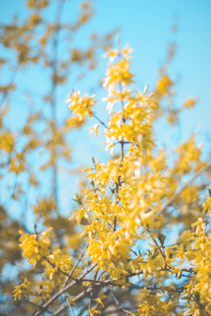 Forsythia fruit as Traditional Chinese Medicine