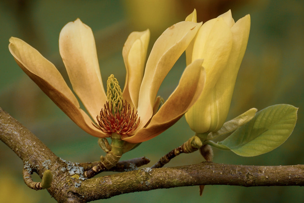 Magnolia flower in Bi Yan Pian for allergies