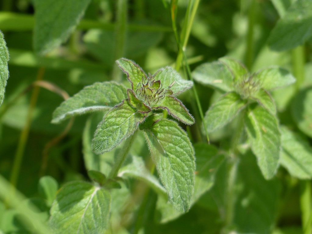 Mint plant for Menthol in Eagle Brand Medicated Oil