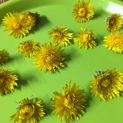 Dandelion Flowers