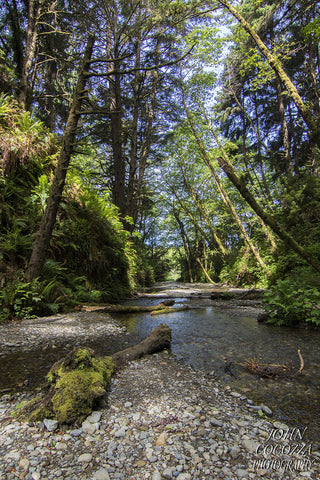 amazing places in california fern canyon humboldt county