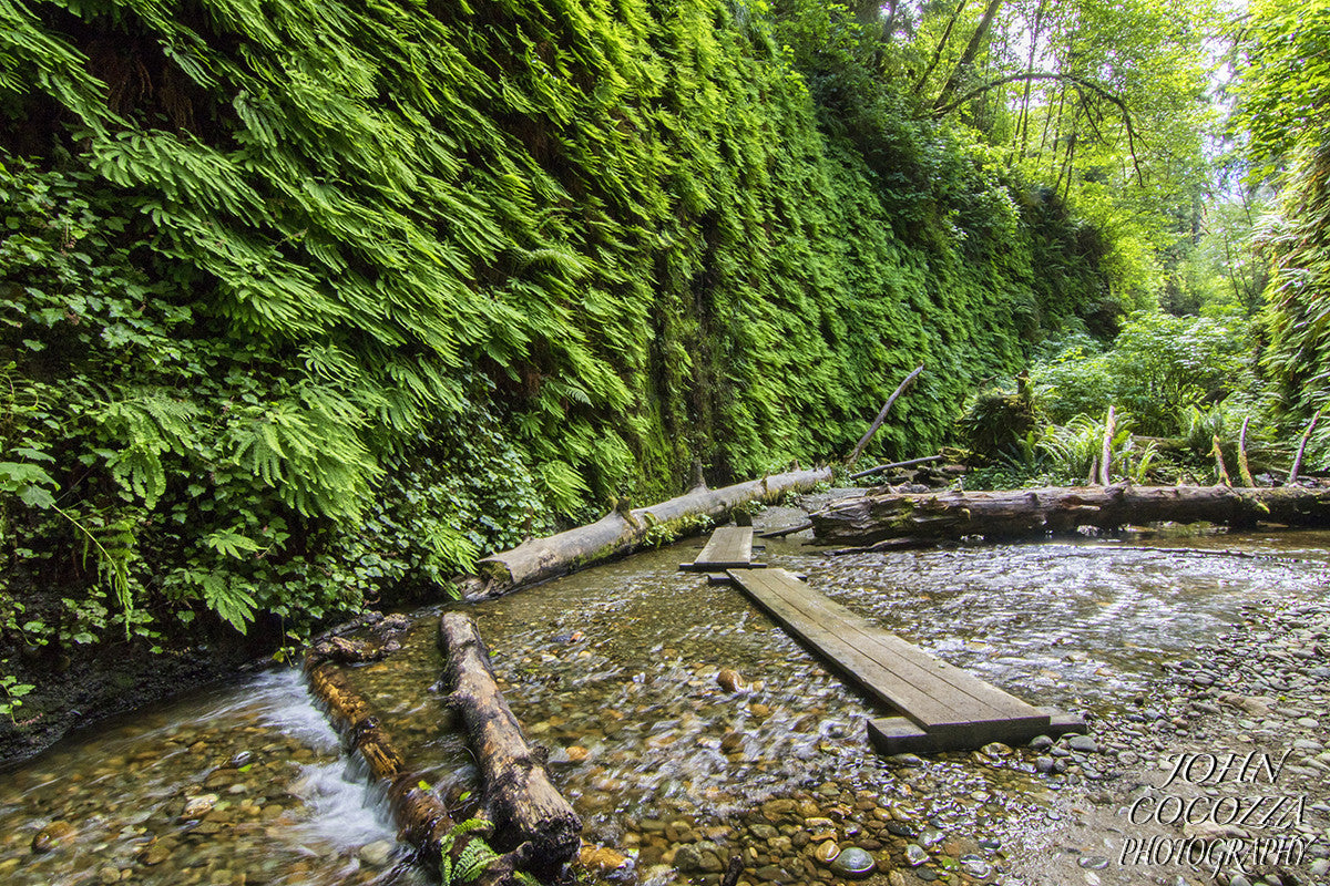 fern canyon humboldt photos and pictures for sale as artwork in homes and offices
