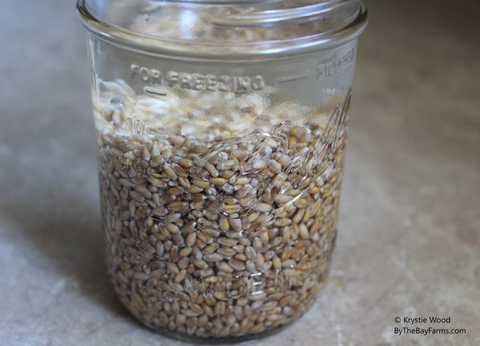 wheatgrass growing in home without soil or a juicer.