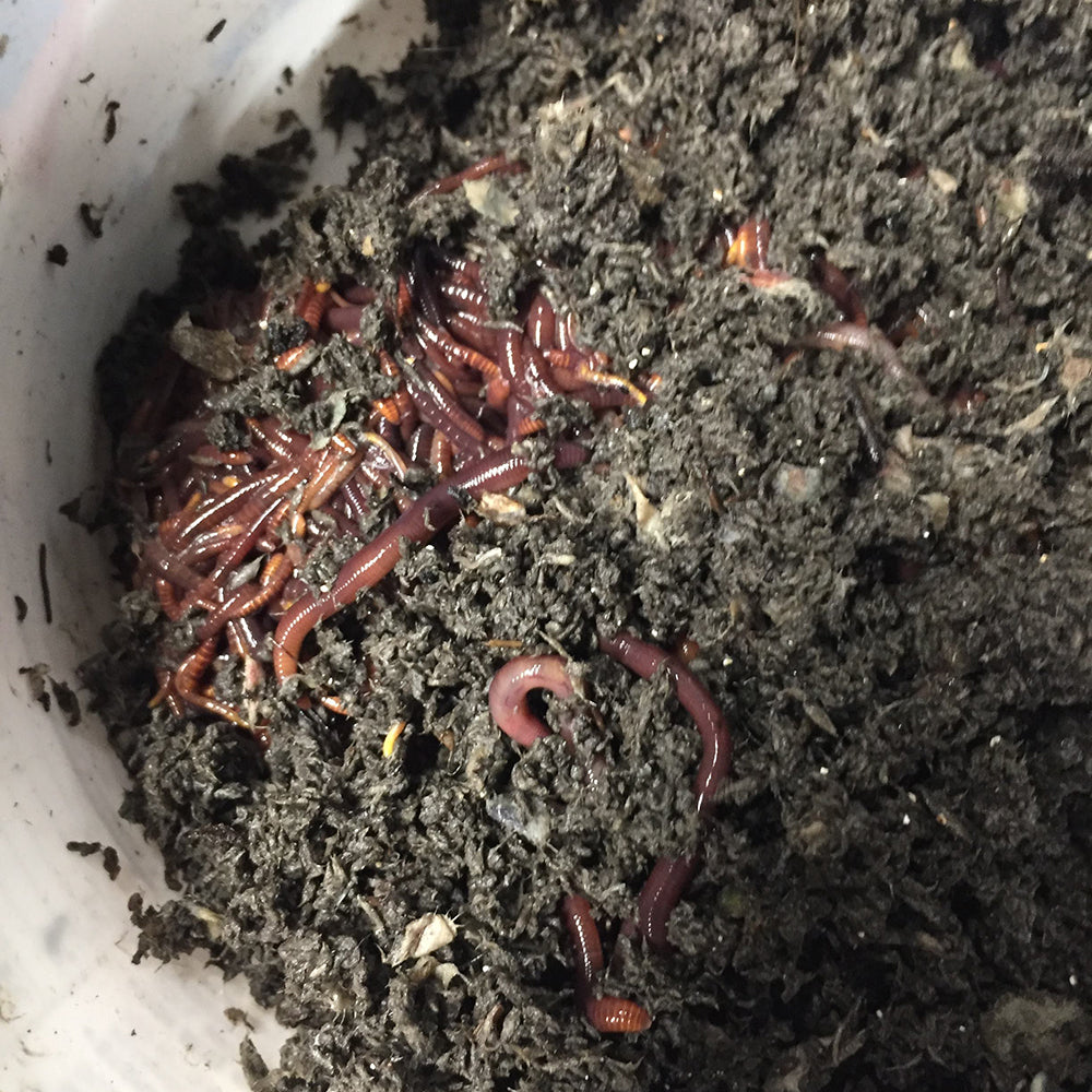 Red Worms - SOLD – Worm Return