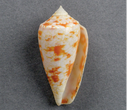  Received a 3D print of this cone snail shell from the AMNH collection. Photo D. Finnin.