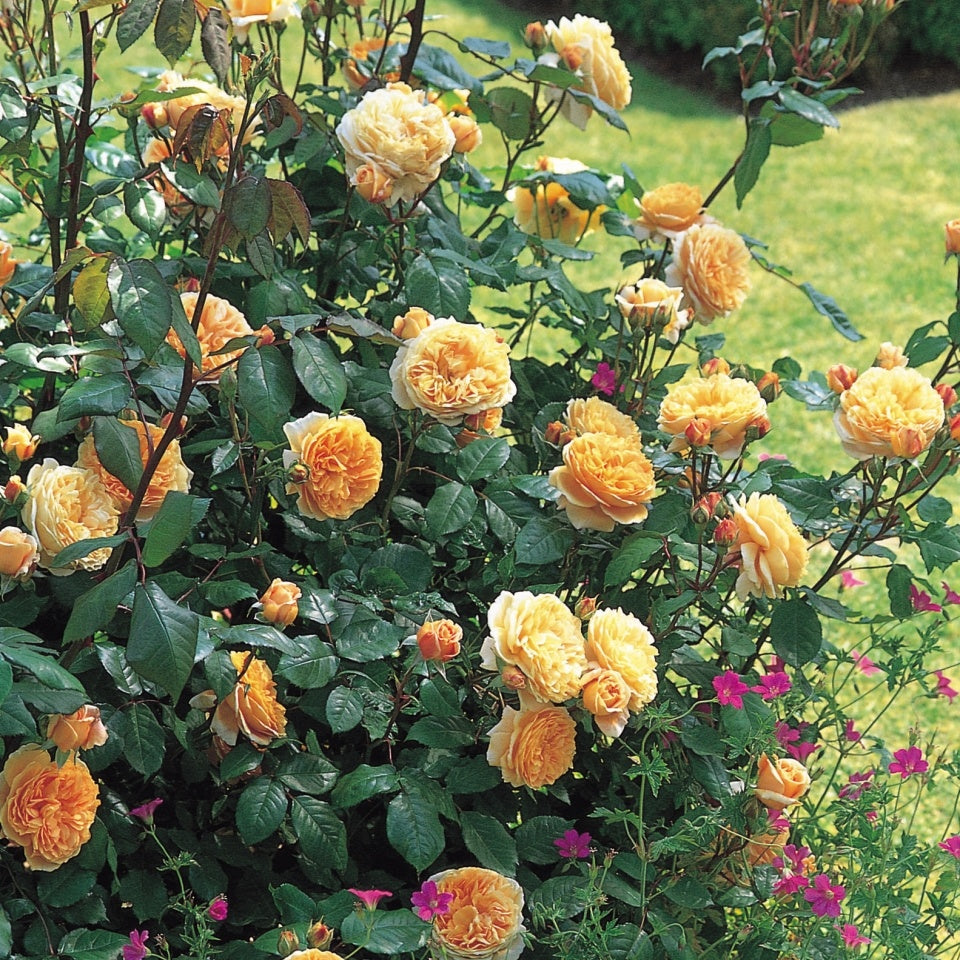 クラウン プリンセス マルガリータ つるバラ鉢苗 Crown Princess Margareta Climbing Potted A David Austin Roses Japan