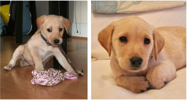 Labrador Puppy Charlie for Charity
