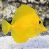 Dallas Aquarium Experts Certified Yellow Tang Fish