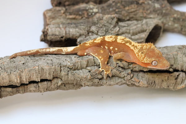 Crested Gecko for sale