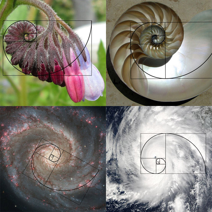 fibonacci spirals in nature, shells, folwers, galaxies, hurricanes