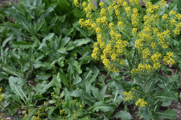 woad leaves and flowers