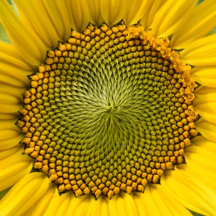 sunflower-spiral