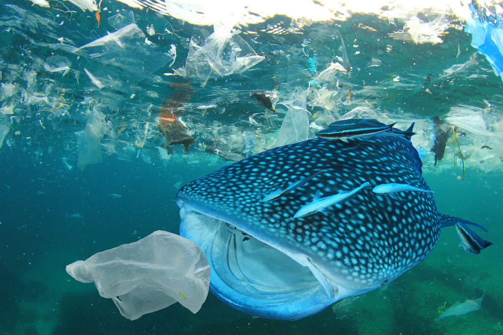 ocean plastic pollution marine life