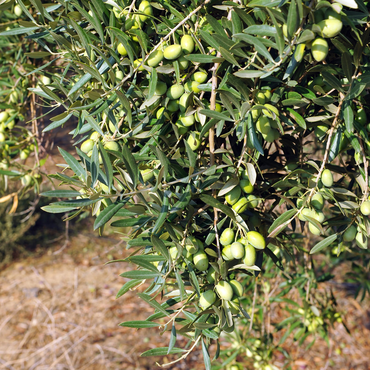 Olive Manzanillo | Olea Europaea 'Manzanillo' â€“ Cape Garden Online