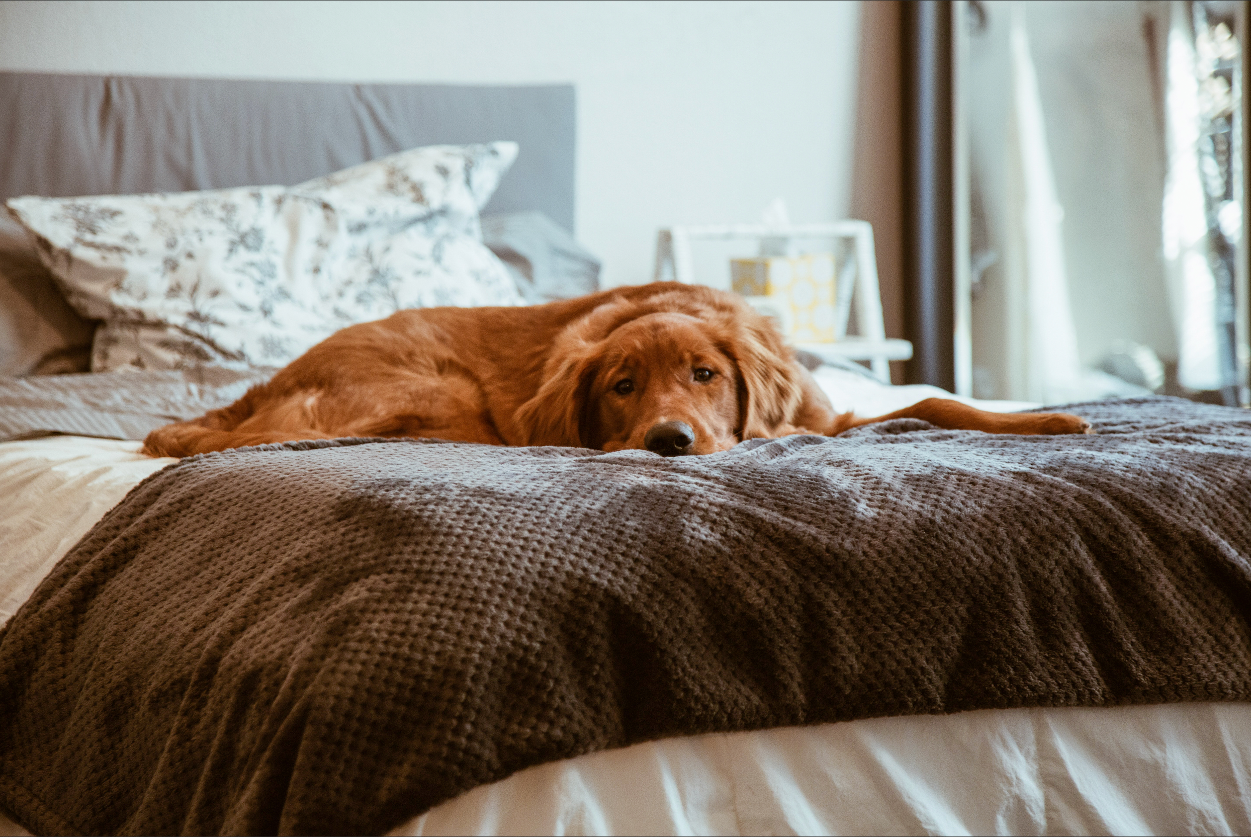 should you let dogs on your bed