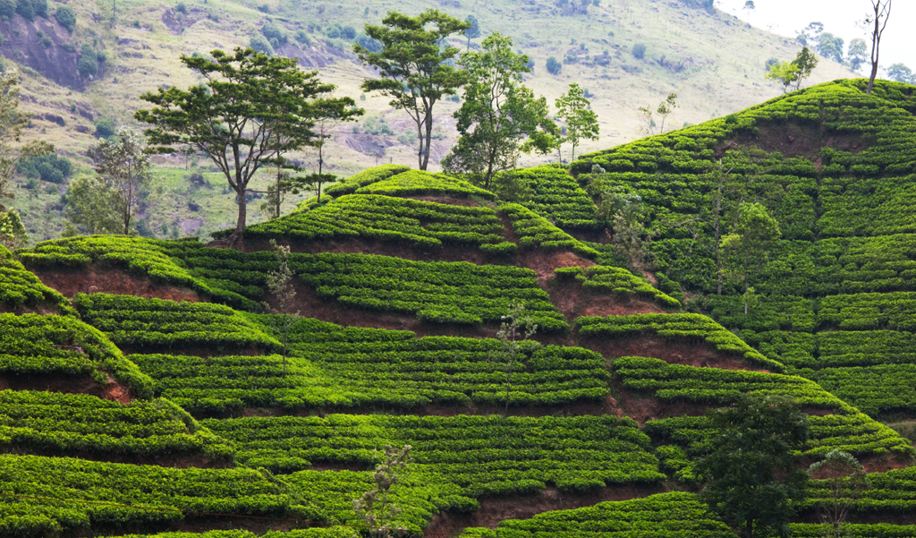 Indian Tea Fields