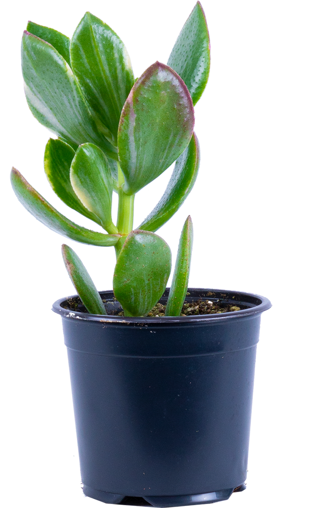 Jade Plant Wendy Plantsome