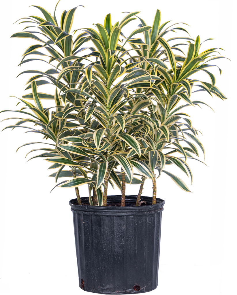 Reflexa dracaena Dracaena Reflexa