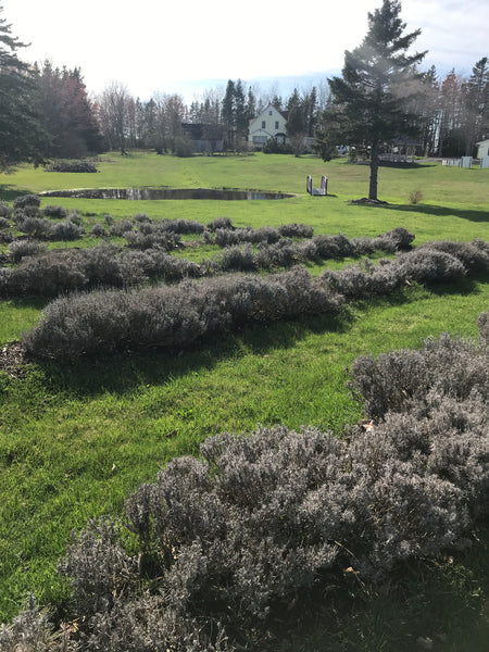 Lavender plants in winter dormancy are a silvery colour tinged with green.