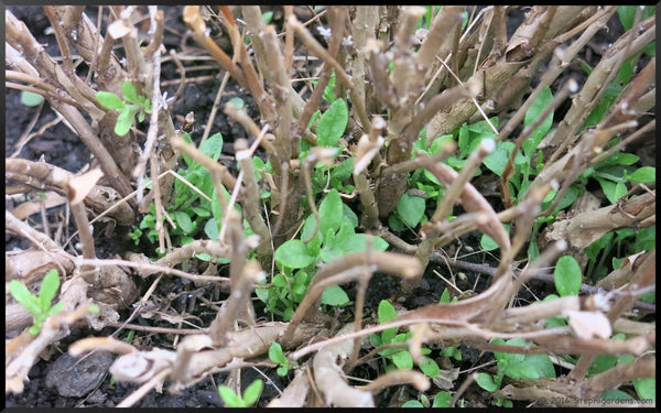 Green growth at the base of woody stems on a lavender plant in the spring.