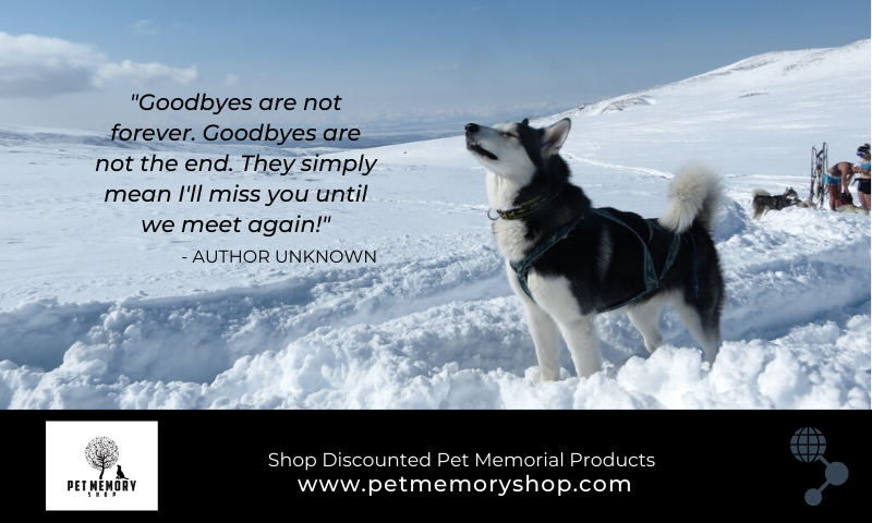 51 Pet Loss Quotes To Boost Your Spirits