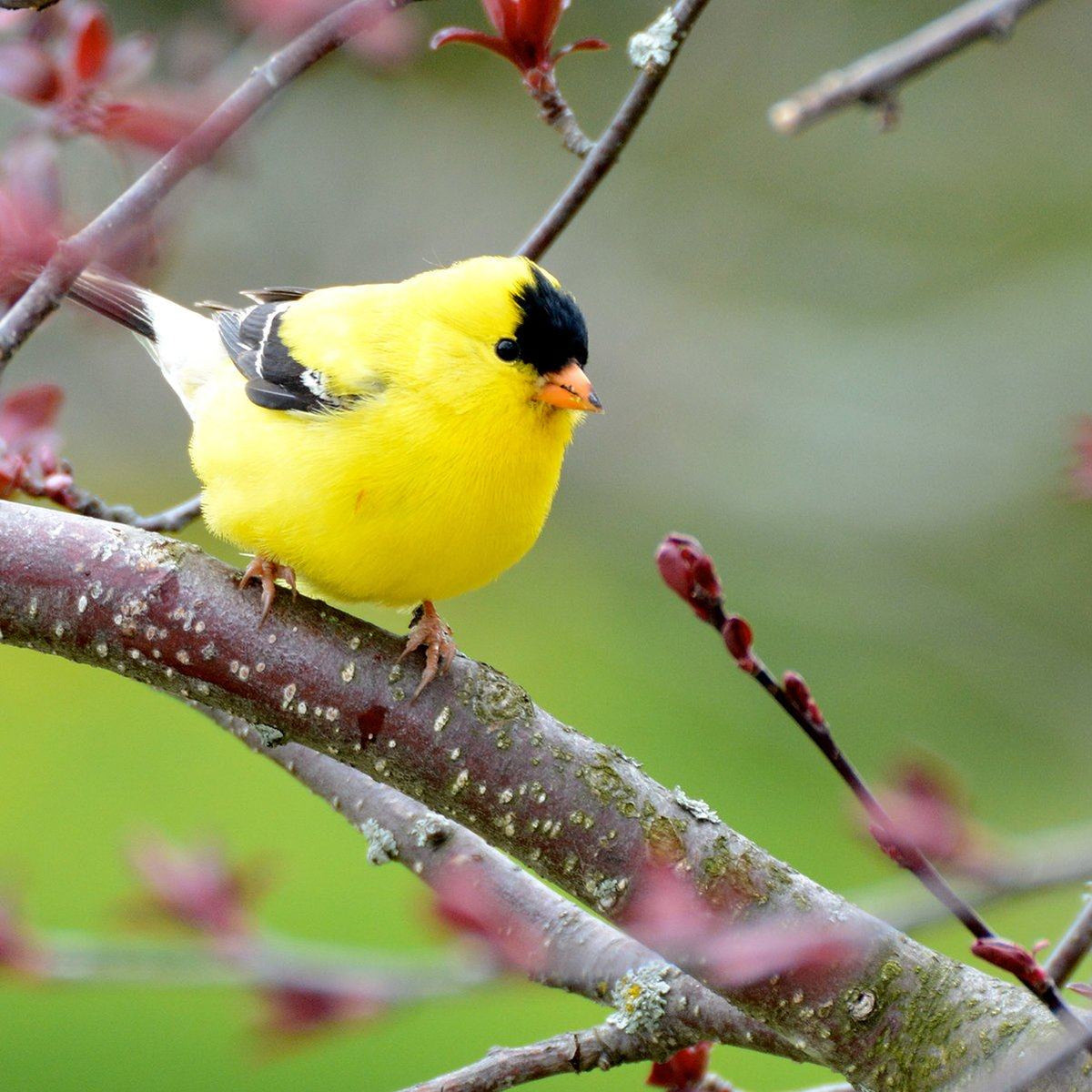 How Much Do Wild Birds Visiting Bird Feeders Weigh More Birds