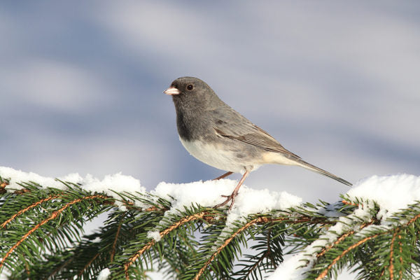 Gray and white bird on snowy pine branch