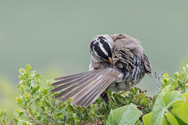 White-crowned Sparrow preening and touching oil gland while perched on green shrub