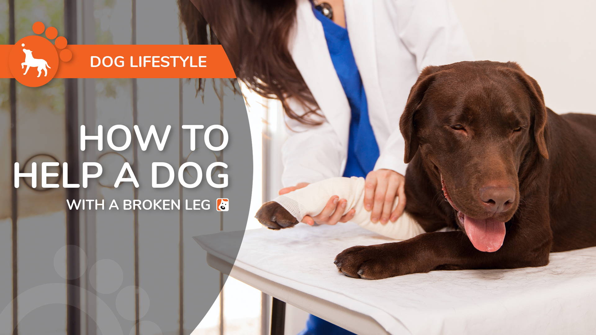 how do you know if your dogs leg is broken