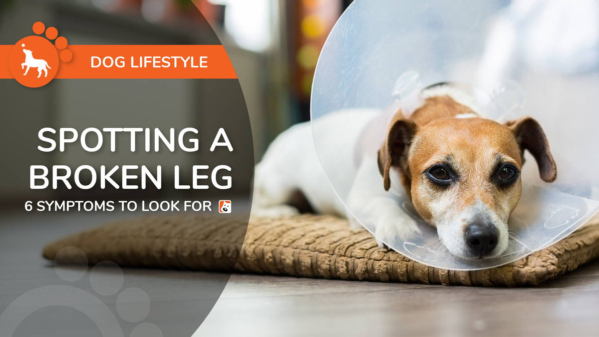 how to treat a dogs broken leg
