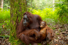 Orangutan's affected by deforestation