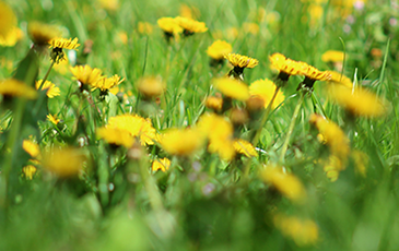 Dandelion Wine Recipe Midwest Supplies