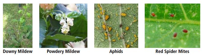 Hop Problems - Downy Mildew, Powdery Mildew, Aphids, Red Spider Mites