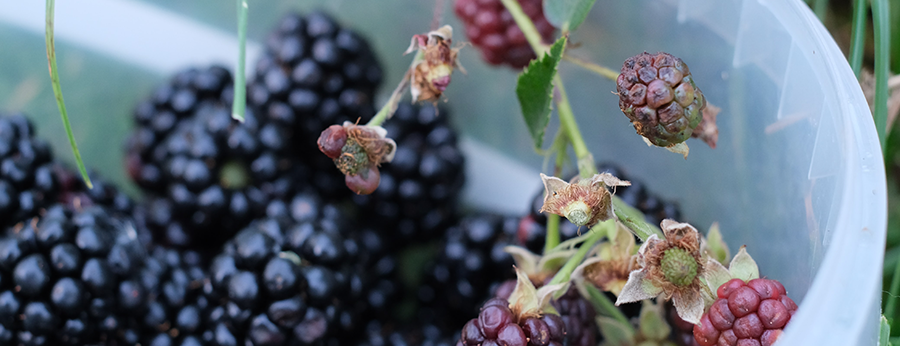 How to Make Blackberry Wine