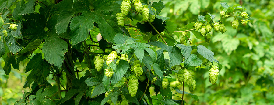 How to Grow Hops