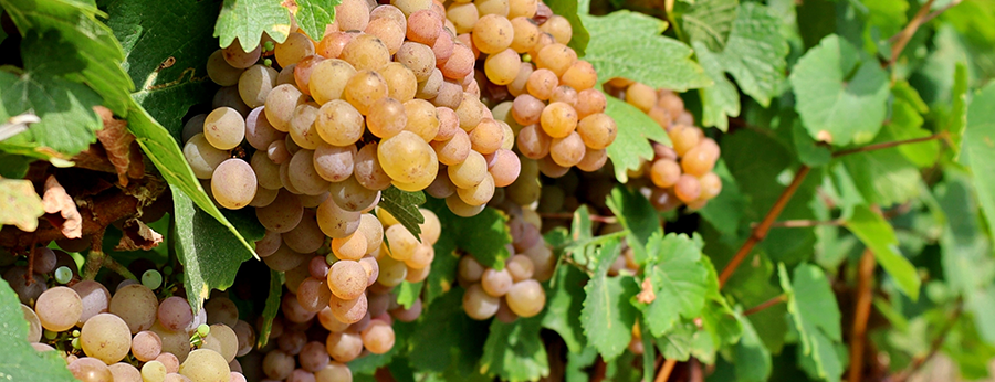 Wine with Tim Vandergrift, Pinot Grigio Grapes