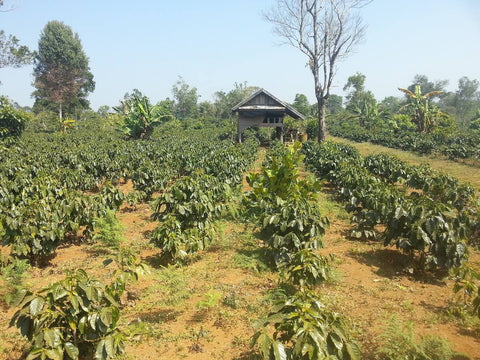 Kaffeeplantage im Bolaven Plateau