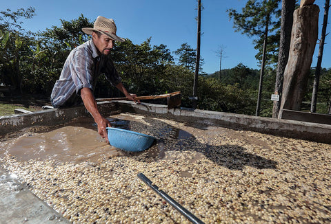 Kaffeewäsche in Honduras (Barista Royal)