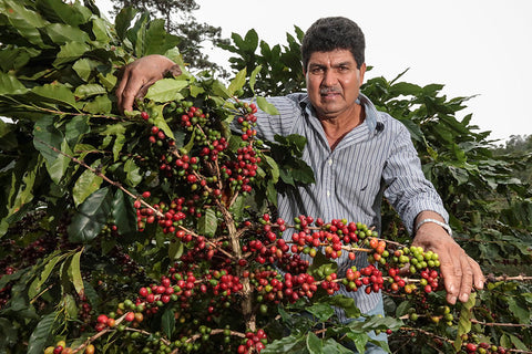 Von Nahmen sieht man die voll behangenen Äste der Kaffeepflanzen (Barista Royal)