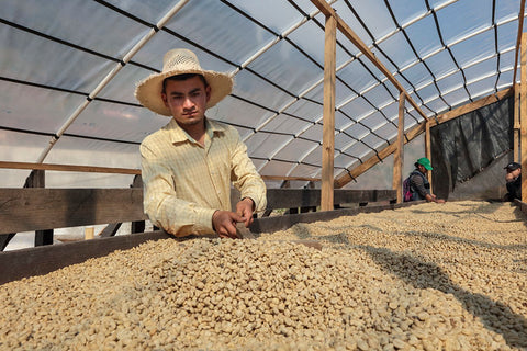 Kaffeetrocknung in Honduras (Barista Royal)