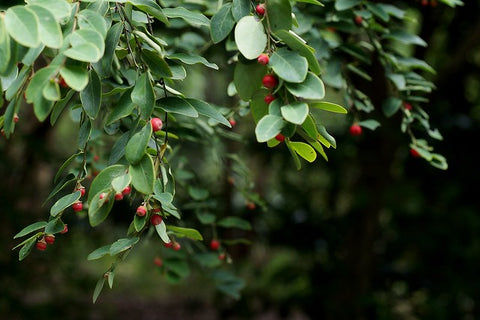 Coffee Plant