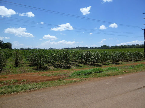 Kaffeeplantage in Kenia