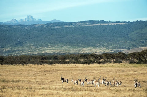 Eine Herde Beisa-Antilopen und im Hintergrund der Mount Kenya