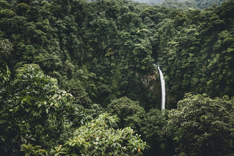 Dschungelregion in Costa Rica