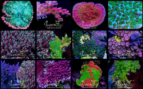 Buy Jason Fox Signature Corals at Strictly Fish Miami